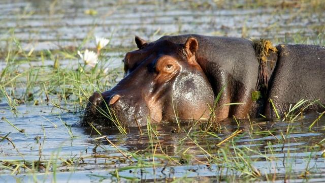 Бегемот🦛Звуки и фотографии бегемота. Рев бегемота смотреть онлайн