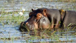 Бегемот🦛Звуки и фотографии бегемота. Рев бегемота