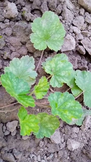 Silver Scrolls, Melange, Golden Zebra#нашадача#українськесело #мизукраїни#українськийютуб#україна