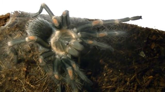 Brachypelma Auratum смотреть онлайн