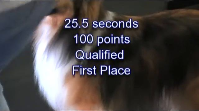 Rivertree's Radar Love - novice jumpers смотреть онлайн