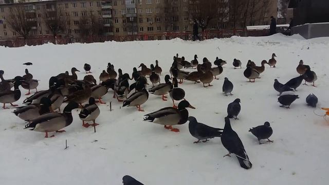 Утки в городе . смотреть онлайн