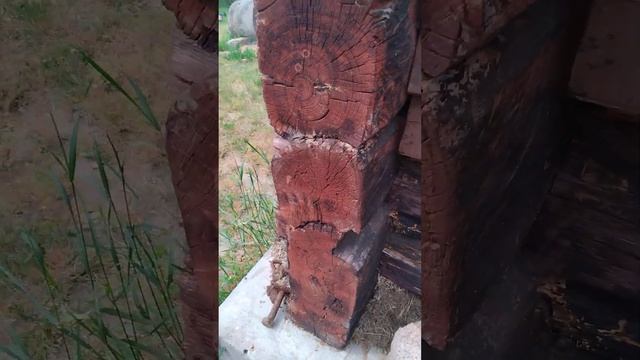 Какой результат показал рецепт борьбы с муравьями. #рецептотмуравьев #удачнаяжизнь #nasha_hata_life смотреть онлайн