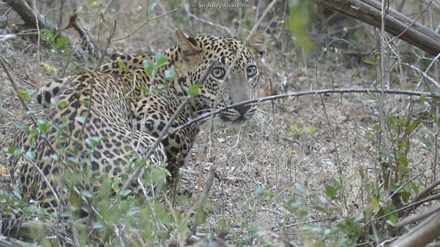 Male Leopard Cub (KUL4) | කොටි පැටියා, Kumana National Park (2024)