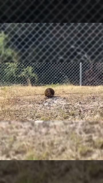 Echidnas the spiny ant eater #shorts #anteater #animal смотреть онлайн