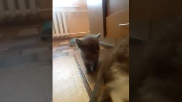 🏠МОИ СПАСЁННЫЕ ХВОСТИКИ С ДАЧЬ, УЛИЦ, ПОДВАЛОВ🐈 смотреть онлайн