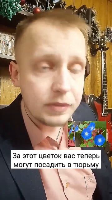 За этот цветок вас теперь могут посадить в тюрьму #факт #запрет #чиновники #растение #ипомея смотреть онлайн