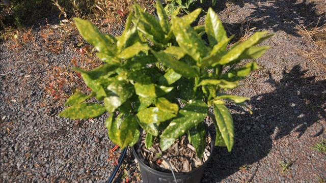 Aucuba A Deer Resistant Evergreen смотреть онлайн