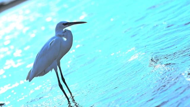 EGYPTIAN RELAXATION - AURORA BAY | 4K 120P HDR смотреть онлайн