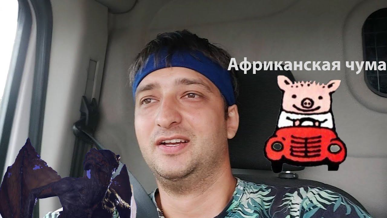 Осторожно Африканская чума свиней в Волгоградской области!!! смотреть онлайн