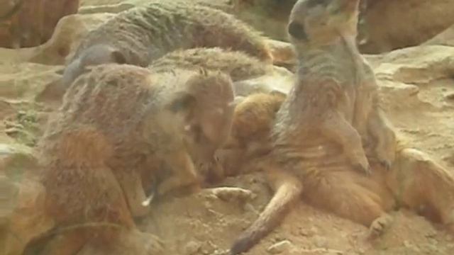Sleepy Meerkat смотреть онлайн