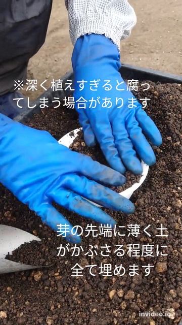 サンカヨウの植え方（鉢植え） #Shorts #サンカヨウ #山荷葉 #Diphylleiagrayi #Diphylleia #植え方 смотреть онлайн