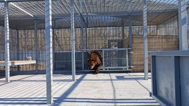 Медведь в барнаульском зоопарке смотреть онлайн