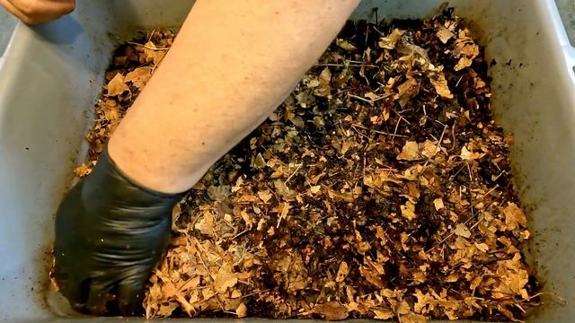 55-day cocoon nursery haul-out & mixed bin gets extra food for extra worms - farm compost смотреть онлайн