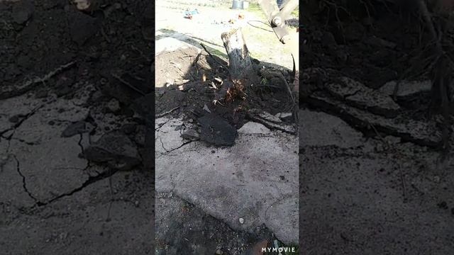 разгрузка арматуры,корчевание дерева смотреть онлайн