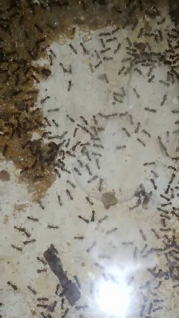 Tetramorium caespitum #shorts смотреть онлайн