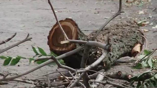 ветка 25 08 смотреть онлайн