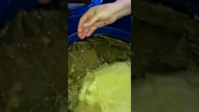 Листья винограда