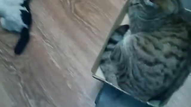 Мой кот Барсик катается на скейте смотреть онлайн