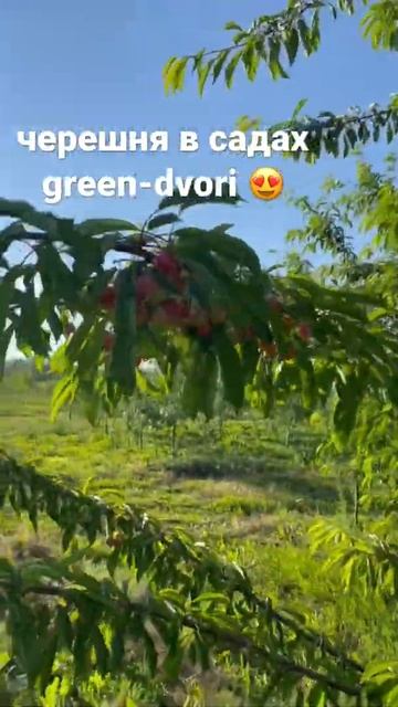 Можно заказать на нашем сайте! Привезём и посадим!!❤️ смотреть онлайн