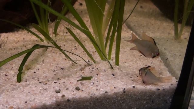 Apistogramma Ramirezi Spawning And Defending Eggs