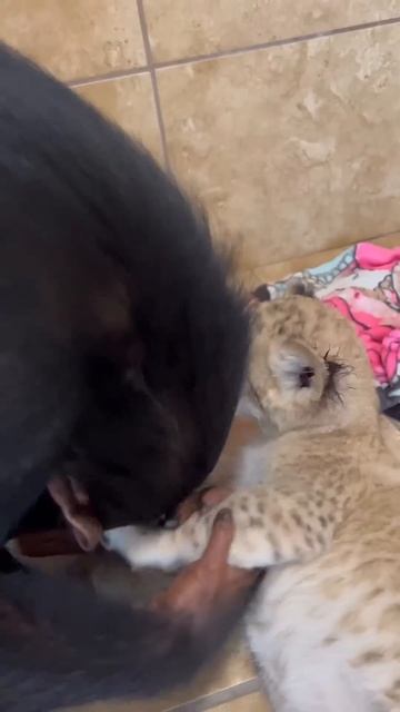 Baby Chimpanzee meets Lion Cubs! #shorts смотреть онлайн