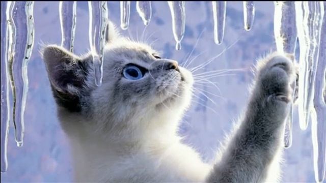 В гостях певица Елена Нагоричная - "Утро с Вами" 15.03.2013 смотреть онлайн