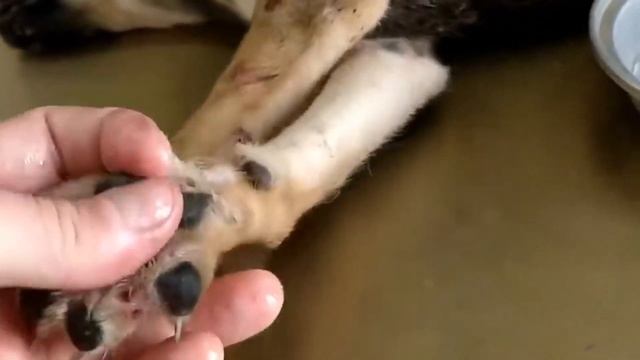 mangoworms || mangoworm removal on dog || mangoworms || dog rescue from mangoworms смотреть онлайн