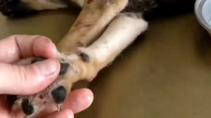 mangoworms || mangoworm removal on dog || mangoworms || dog rescue from mangoworms