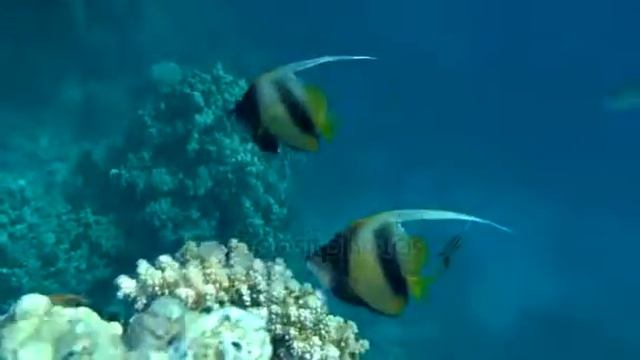 heniochus acuminatus من اجمل الأسماك التي ممكن ان تراها смотреть онлайн