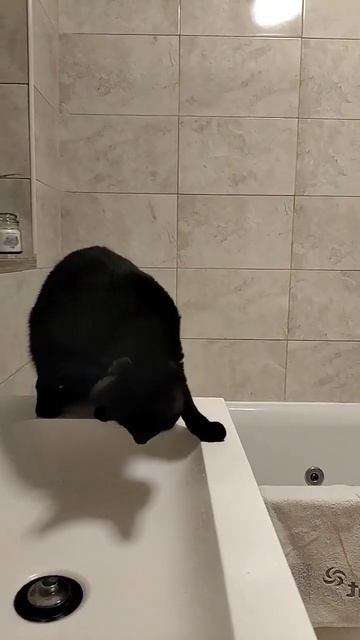 Коша мяу Чистим зубы #irinaok #англия смотреть онлайн