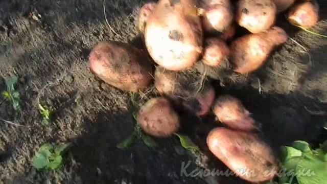 А до уборки ещё целый месяц vf смотреть онлайн