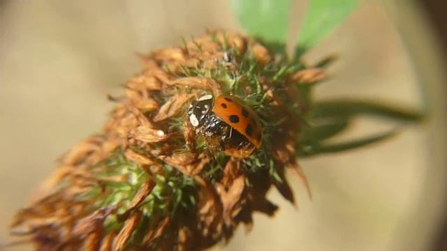 Halber Marienkäfer / Half Ladybugs