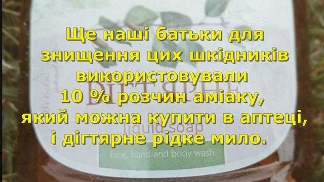 Білокрилка на капусті – дієвий засіб ліквідації шкідників смотреть онлайн