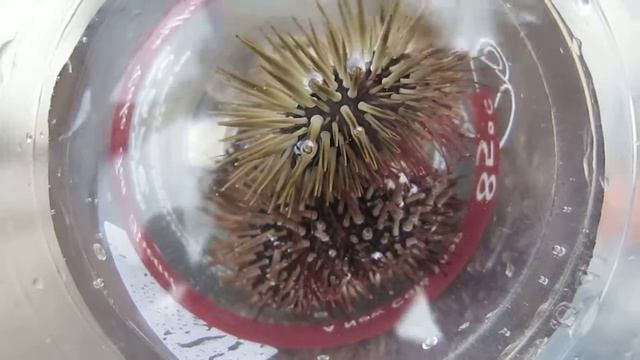 海膽 Sea Urchin