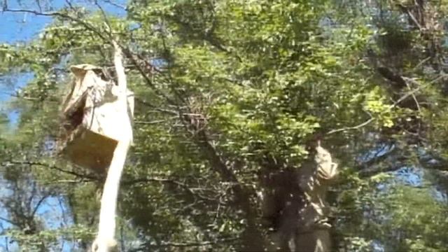 Пасека - Пчелы - Рой - Жизнь в Деревне смотреть онлайн