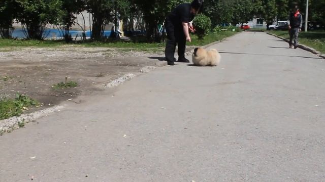 Имидж Дрим Цитрус- 6 мес смотреть онлайн