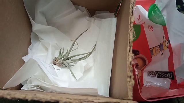 How To Pack Tillandsia Glabior смотреть онлайн