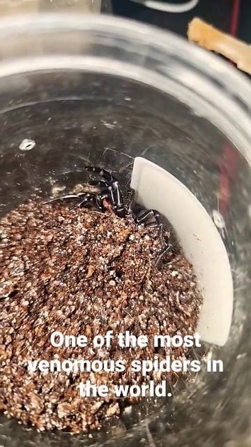 Alecto, my Atrax yorkmainorum threat posing #spider #Funnelweb #Australia смотреть онлайн