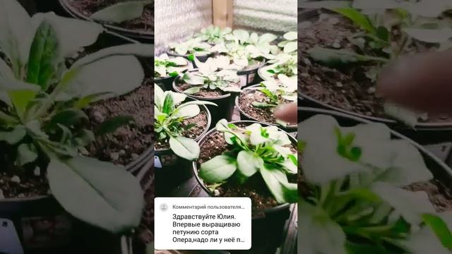 Нужно ли прищипывать петунию? смотреть онлайн