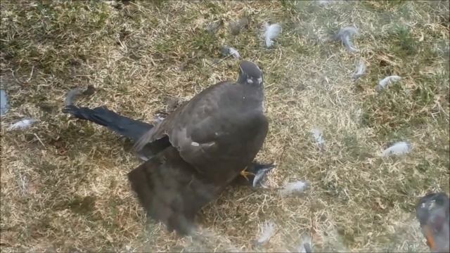 Hønsehauken og skjora смотреть онлайн