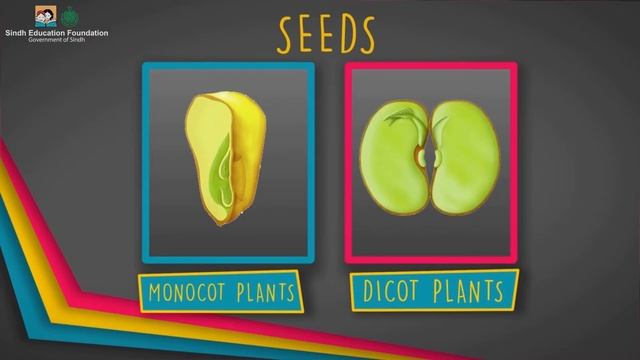 Flowering and Non Flowering Plants #class4 #science #nature смотреть онлайн