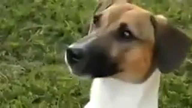 Собака говорит мама смотреть онлайн