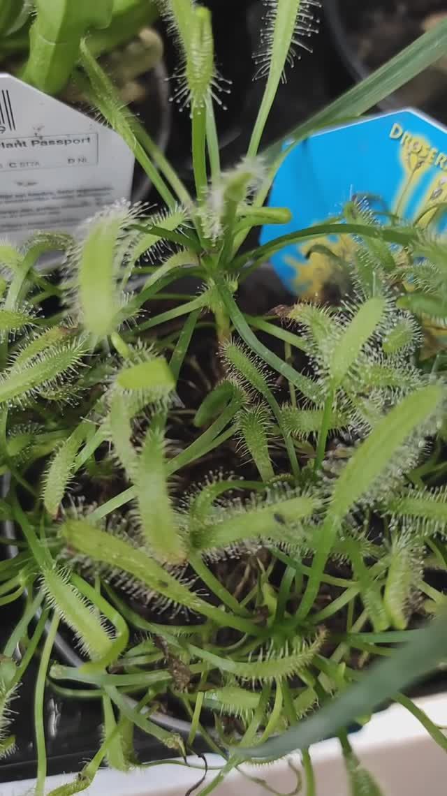 Хищные растения в ОБИ