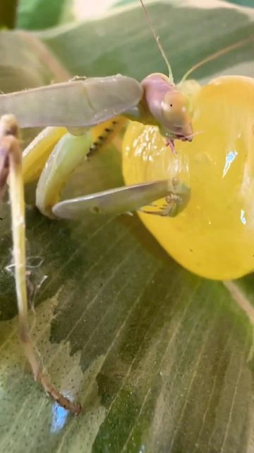 Богомол VS виноград