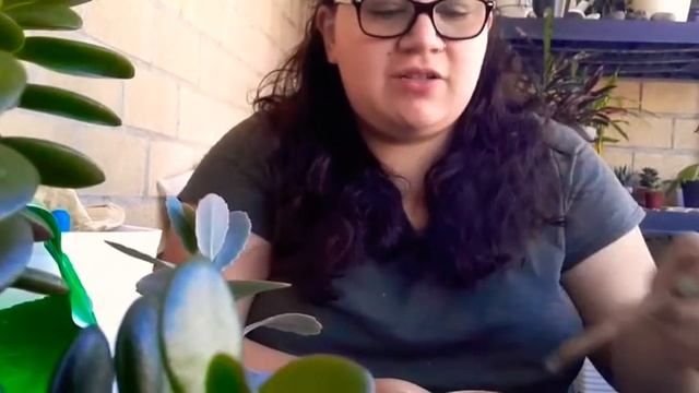 Up potting my kalanchoe , haworthia and other succulent. смотреть онлайн