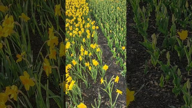 Белгород окунулся в сказочную красоту, зацвели тюльпаны на радость жителей и гостей города. смотреть онлайн