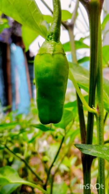 Mirchi plant in our Village 🔥#photography #shortvideo смотреть онлайн