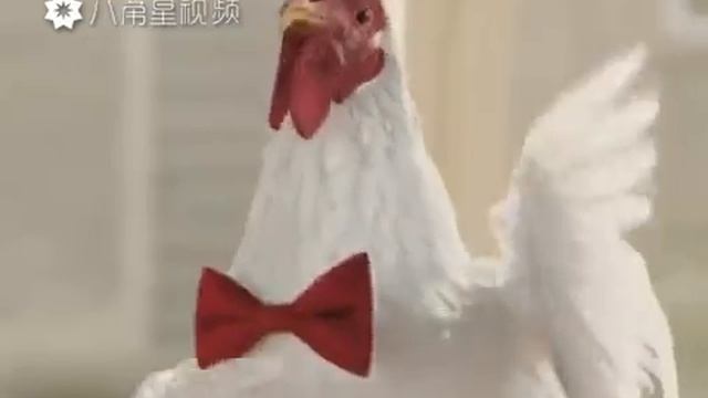 Песня куриц и петуха смотреть онлайн