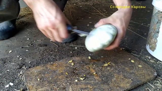Люся и патиссоны смотреть онлайн